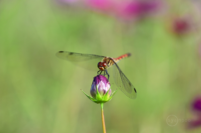 ＜作例あり＞ TAMRON SP 90mm F2.8 272E NIKON 作例あり＞ TAMRON SP 90mm F2.8 272E NIKON